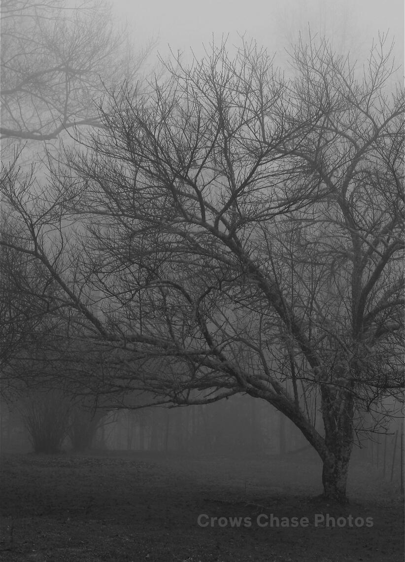 Mist among the trees